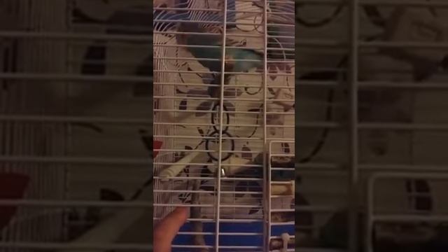 Волнистый попугай разговаривает смотреть онлайн