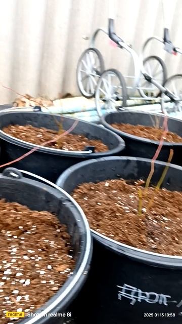 Голубика с нуля