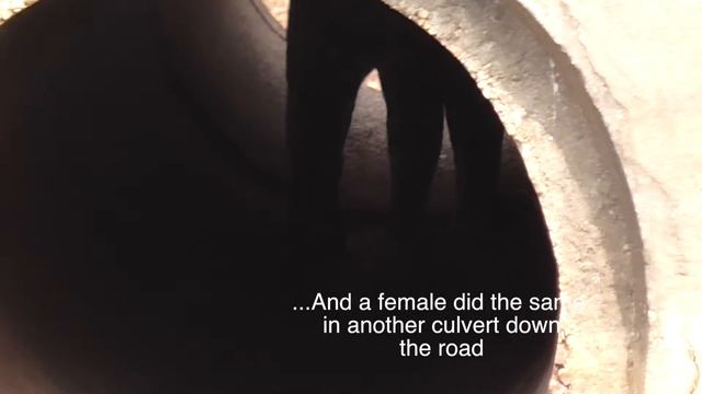 Jaguar Day at Private Caiman Ecological Refuge Pantanal, Brazil смотреть онлайн