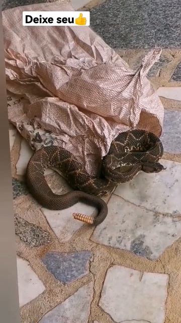 Cascavel #natureza #nature #naturephotography #photography #naturelovers #love #brasil