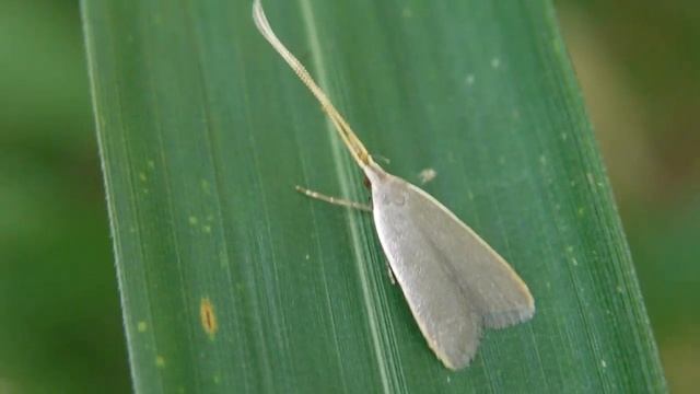 キベリハイヒゲナガキバガ Homaloxestis myeloxesta の飛翔 смотреть онлайн
