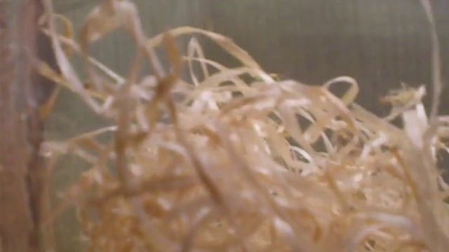 Schlupf Tenodera sinensis смотреть онлайн