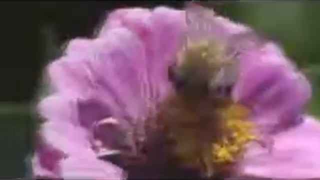 Отзыв Анжелы М. о Смаглюк Алене смотреть онлайн