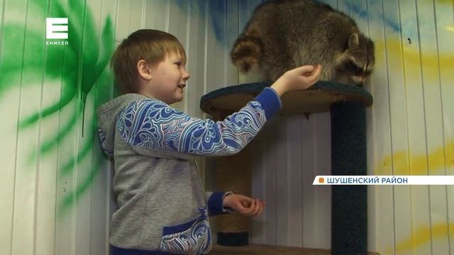 Два енота из Красноярска переехали на ферму в селе Сизая на юге края (Енисей Минусинск).