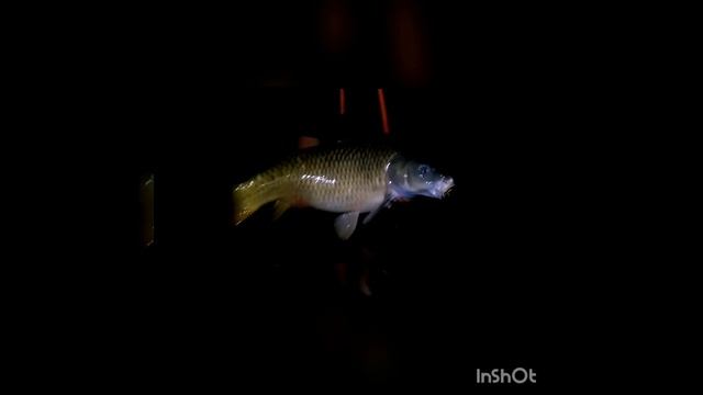 17 kg pullu sazan смотреть онлайн