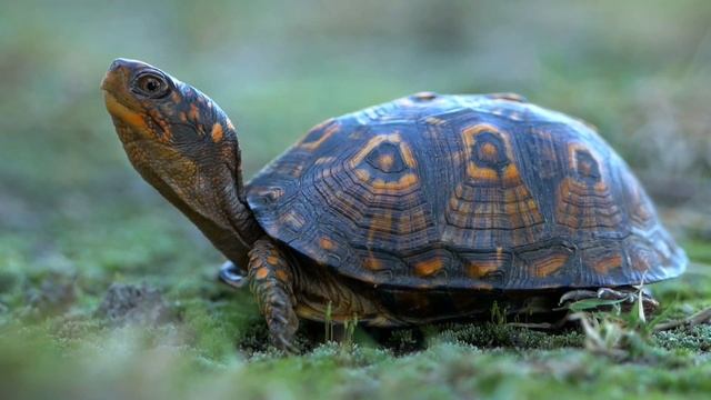 world of quadrupeds, ❤️🥰 смотреть онлайн