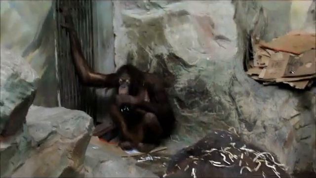 Орангутаны Мишель и Бату (ч.2) 06.11.17г.