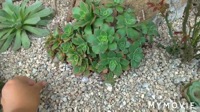 Quer INDENTIFICAR seu AEONIUM?....😍🍀🇵🇹 смотреть онлайн