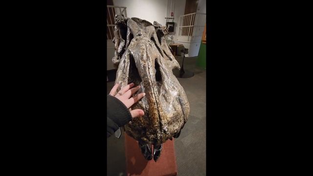 Dino Anatomy at the Museum смотреть онлайн