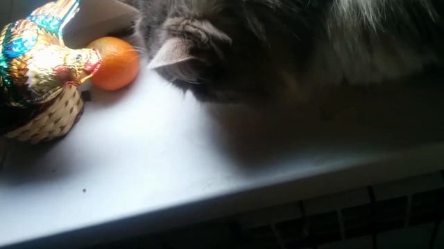 Кот есть оливки смотреть онлайн