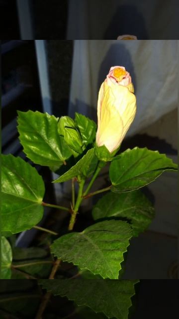 #hibiscus from leafless stem cutting to full bloomed blossom #hibiscus #stemcutting #flowers смотреть онлайн