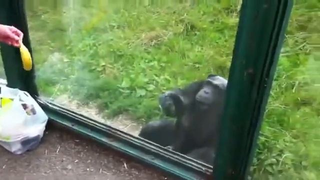 Прикол:) Шимпанзе просит попить