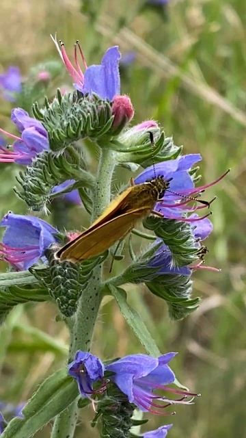 Метелик головчак жилкуватий (Ochlodes sylvanus), самка у Вроцлаві #butterfly #nature #insect смотреть онлайн