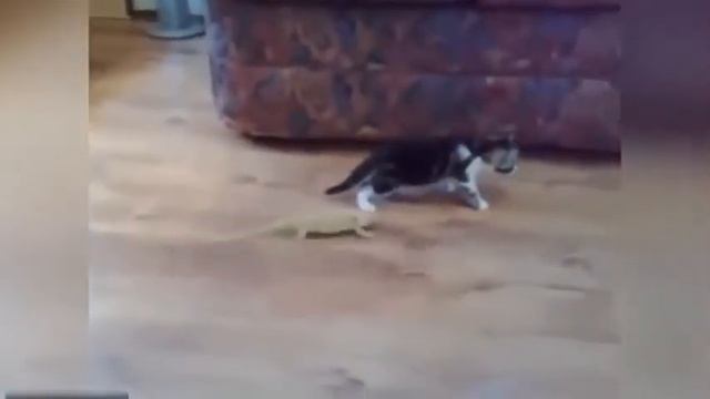 СМЕШНЫЕ ВИДЕО КОШКИ Супер приколы с животными  2014