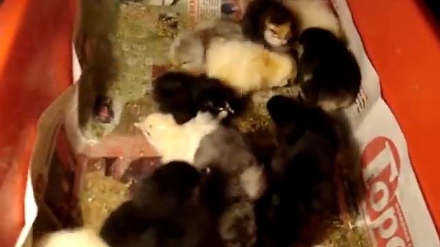 Сhickens Цыплята.MPG смотреть онлайн