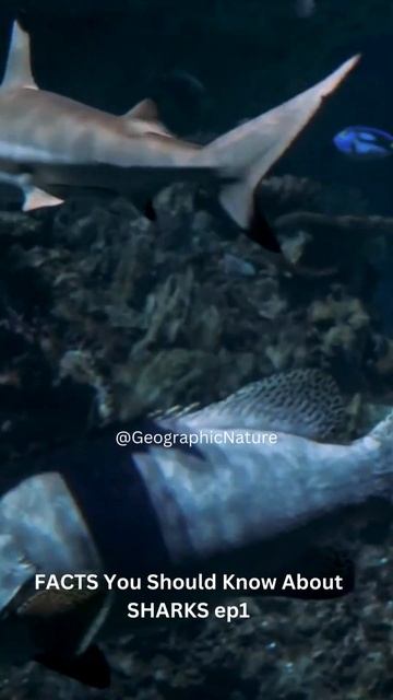 FACTS You Should KNOW About SHARKS ep1 смотреть онлайн