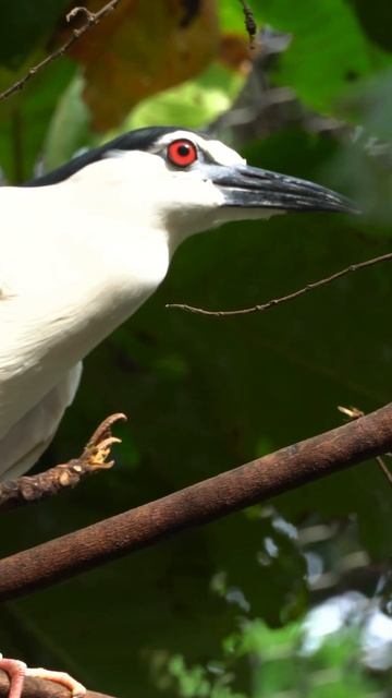 Black Crowned Night Heron in the wilderness #shorts #wildlife смотреть онлайн