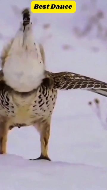 How well this bird dances #shorts #dance #birds смотреть онлайн