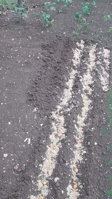 Посадка лука тыканки-сеянки способом наших бабушек и дедушек. смотреть онлайн