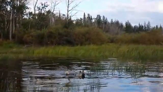 Two Dogs hunting Ducks смотреть онлайн