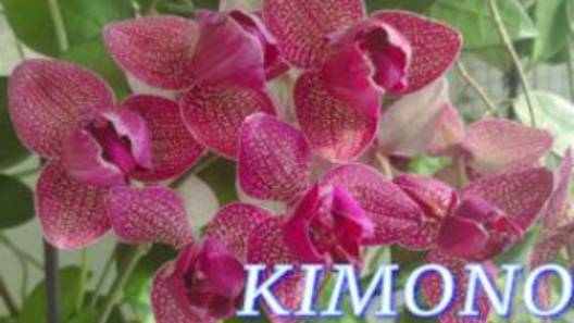 №1035/ ДВЕ орхидеи KIMONO смотреть онлайн