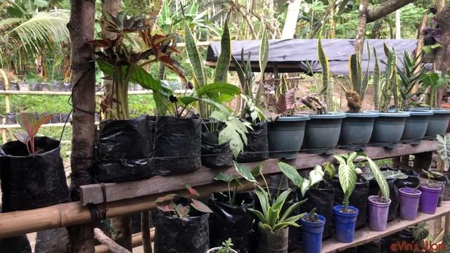 My Uncle’s Flower Garden | Flower Hunting | eVin’s Work смотреть онлайн