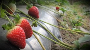 Клубника сорта Альбион