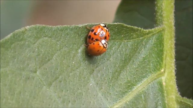 Ladybug mating part 1 смотреть онлайн