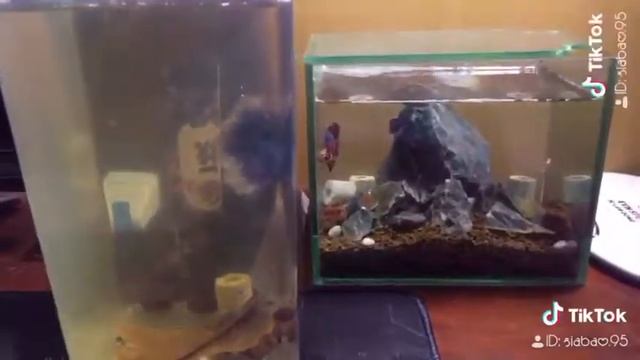 [Betta Vietnam ] Show mini Vip 2019 Tet Holiday [ Tiktok] смотреть онлайн