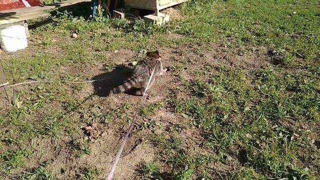 Триллер под названием " Успеть все посмотреть за пять минут" В главной роли звезда-Ракетуся смотреть онлайн