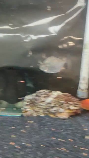 Parrot Fish Feeding Time Upside Down Catfish #fishnfins2021 #fish #fishfood #viral #shorts #trendin