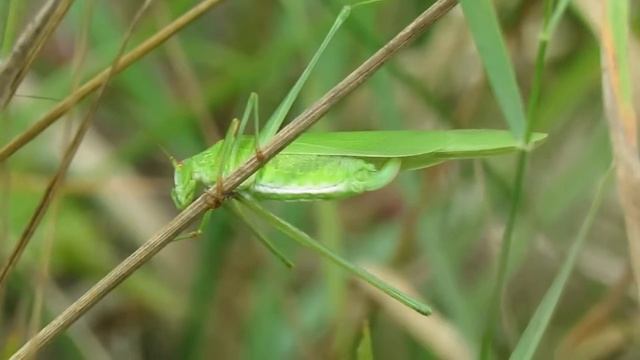 Sikkelsprinkhaan – Phaneroptera falcata - Annelies van Klinken смотреть онлайн