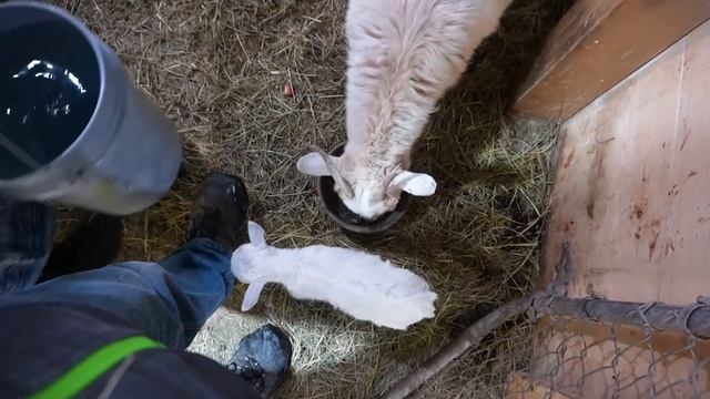 Baby Goats First Day Outside смотреть онлайн