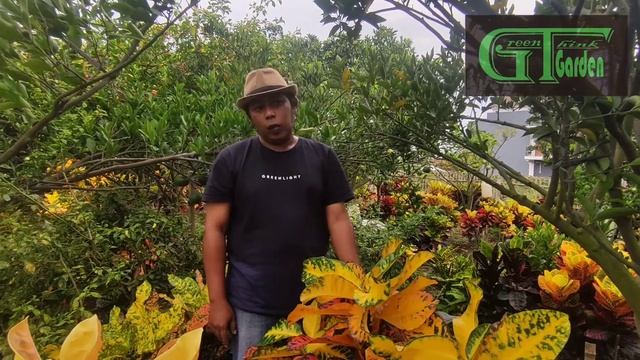 mengintip indukan tanaman hias puring orange juice di kebun смотреть онлайн