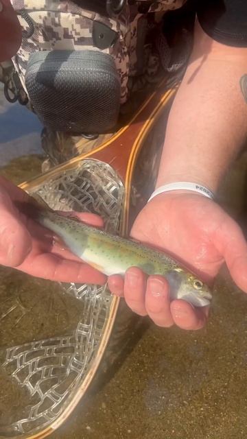 Your Trout if.... let's keep life on the fly! смотреть онлайн