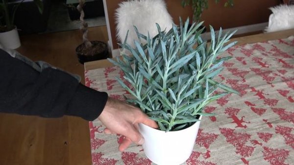 Curio Mount Everest pflegen gießen düngen Standort vermehren schneiden umtopfen Senecio Aquarine