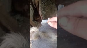 Станок для кастрации поросят своими руками, делюсь собственной доработкой.