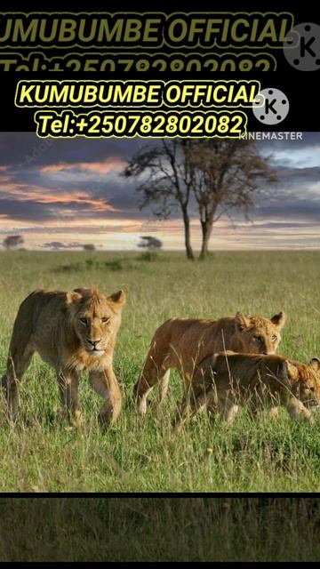 🛑 3 BABY LIONS  ATTACK A GREATEST BUFFALO  #wildlife