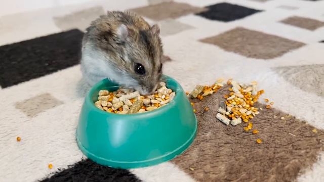 ЗАХОТЕЛ ПОКУШАТЬ, ДВИГАЕТСЯ ДАЛЬШЕ смотреть онлайн