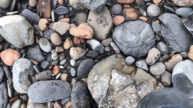 Dolphin-Like Bones! Fossil Hunting смотреть онлайн