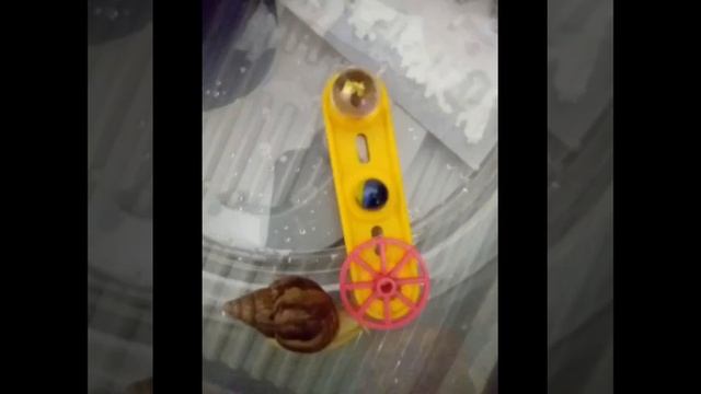 Улитки Ахатины Джонни и Герри смотреть онлайн