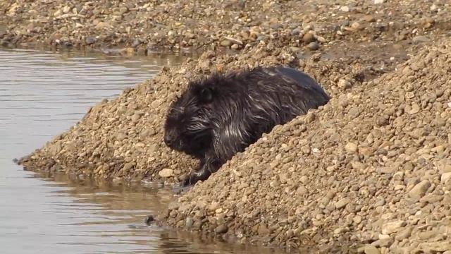 бобёр позевает