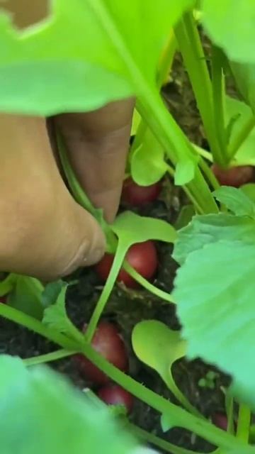 Tonight’s #harvest for dinner! 🌱☀️ #shorts