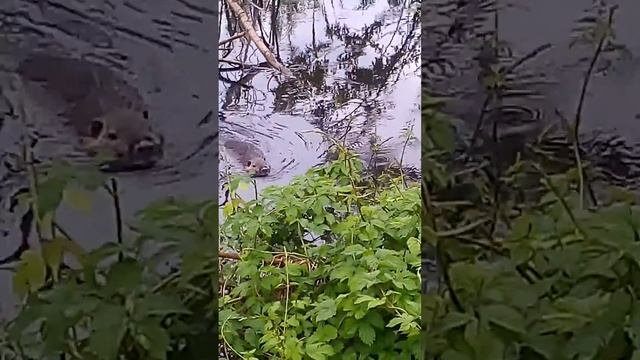 Пруд для ондатры смотреть онлайн