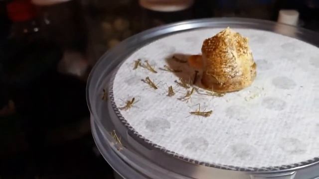 Chinese Mantis Nymphs hatched. Tenodera sinensis смотреть онлайн