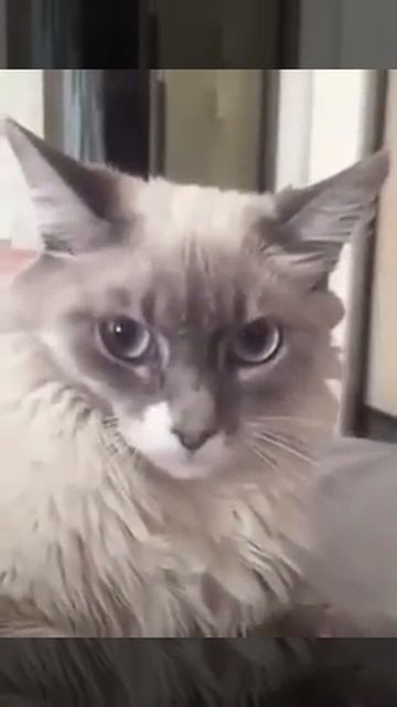Когда сказал кошке что она кошка! смотреть онлайн