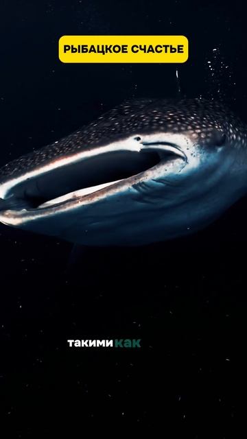 САМАЯ БОЛЬШАЯ АКУЛА. Рыбацкое счастье.  #животные #акулы #море