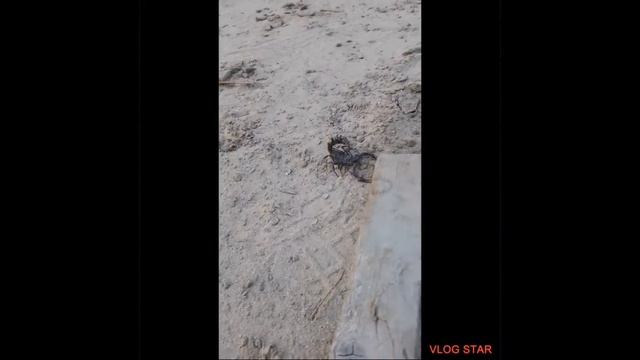 Deadly Scorpion In Saudi Arabia.. Pinoy Driver KSA