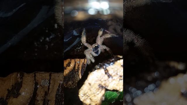 David bowie spider frozen! смотреть онлайн