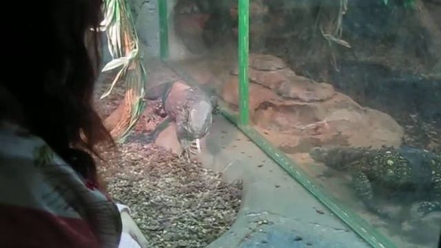 варан Тропикарио. Goanna Tropicario. Lisko Tropicario